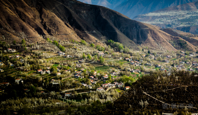 一路风尘带花雨,洋洋洒洒点凡尘---金川梨花季