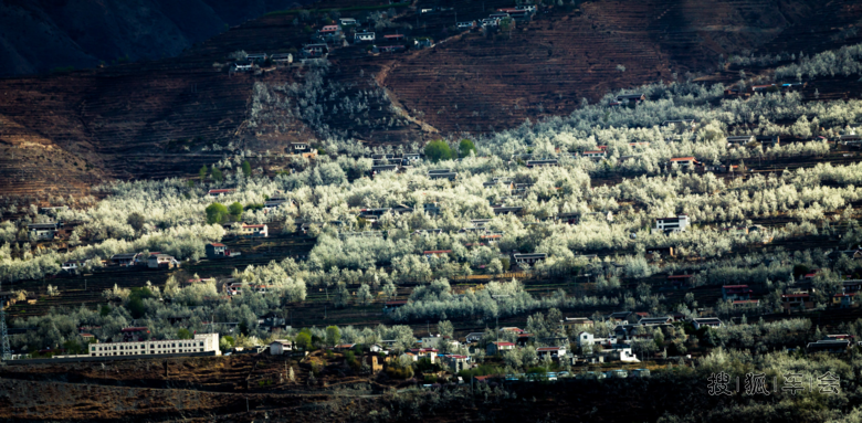 一路风尘带花雨,洋洋洒洒点凡尘---金川梨花季
