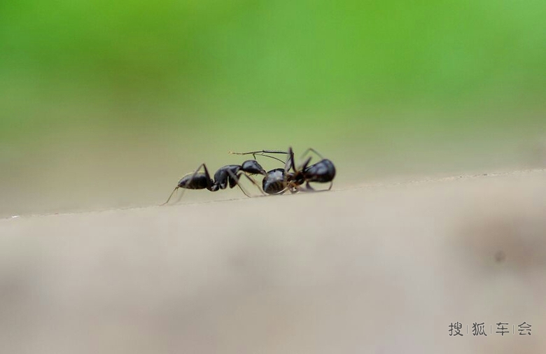 11051156.jpg_s780