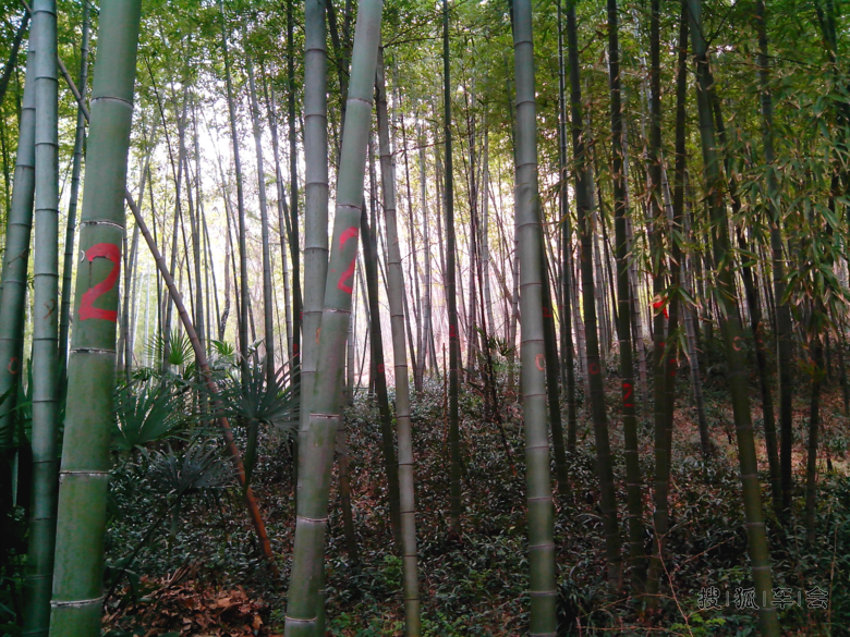 关注汽车之家两年,新朗逸出厂两天镇江提到手