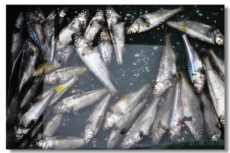 端午休闲扎营白河湾,垂钓烧烤登山乐。_北斗星