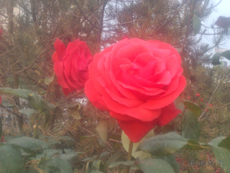 {月季花可以养在阴暗处曲}.