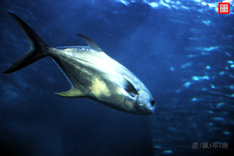 不老松和老伴单车自驾游蓬莱,发帖海底世界图