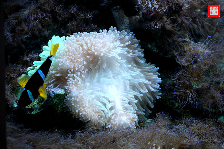 不老松和老伴单车自驾游蓬莱,发帖海底世界图
