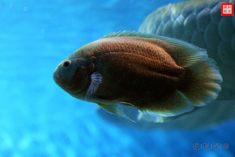 不老松和老伴单车自驾游蓬莱,发帖海底世界图