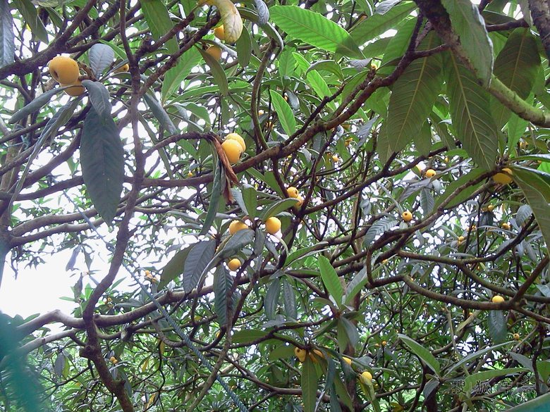 端午节游苏州东山镇陆巷古村