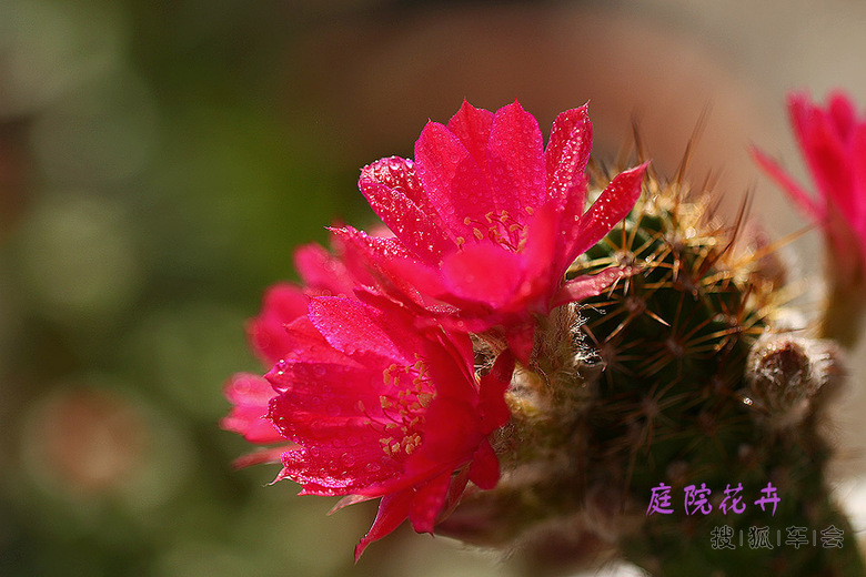 11308329.jpg_s780