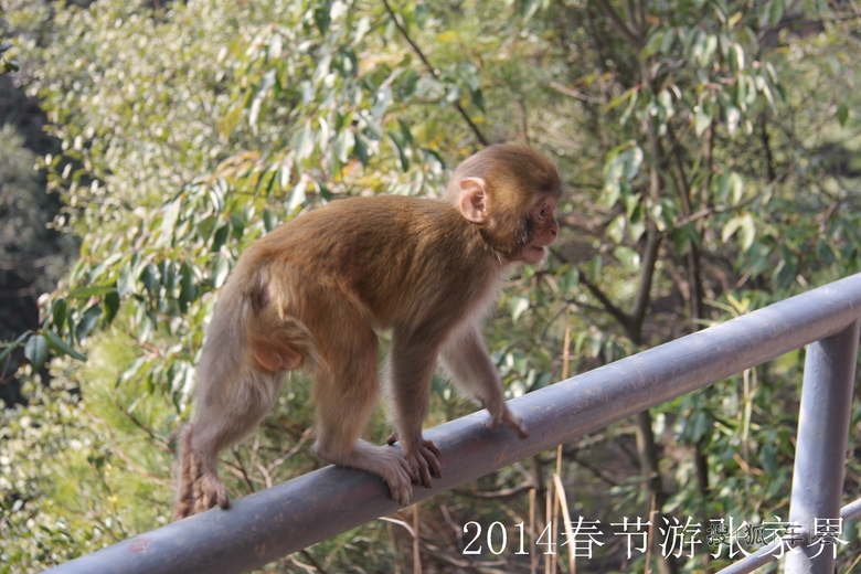 2014春节游张家界_安阳车友会_搜狐车友会