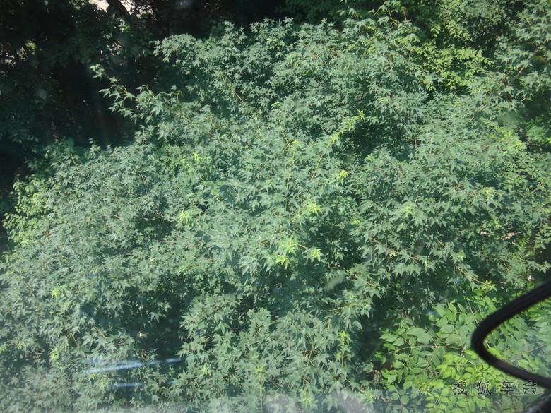 【祖山天女木兰】美丽的祖山风景之缆车中再赏