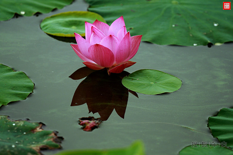 请你欣赏六月十一日荷花贴图之二_吉利英伦汽