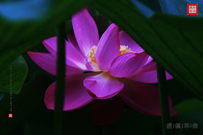 请你欣赏六月十一日荷花贴图之三_吉利英伦汽