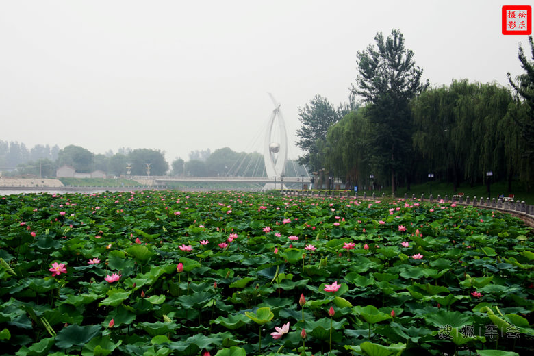 请你欣赏六月十一日荷花贴图之三_吉利英伦汽