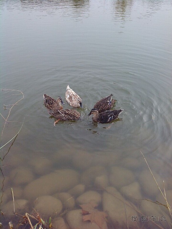 出游惊现金鱼吃鸭子_北京马自达6论坛