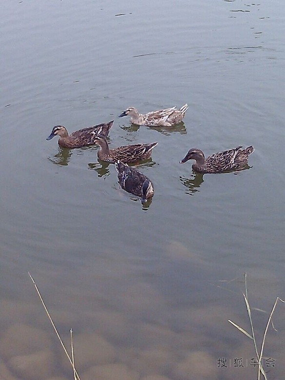 出游惊现金鱼吃鸭子_北京马自达6论坛