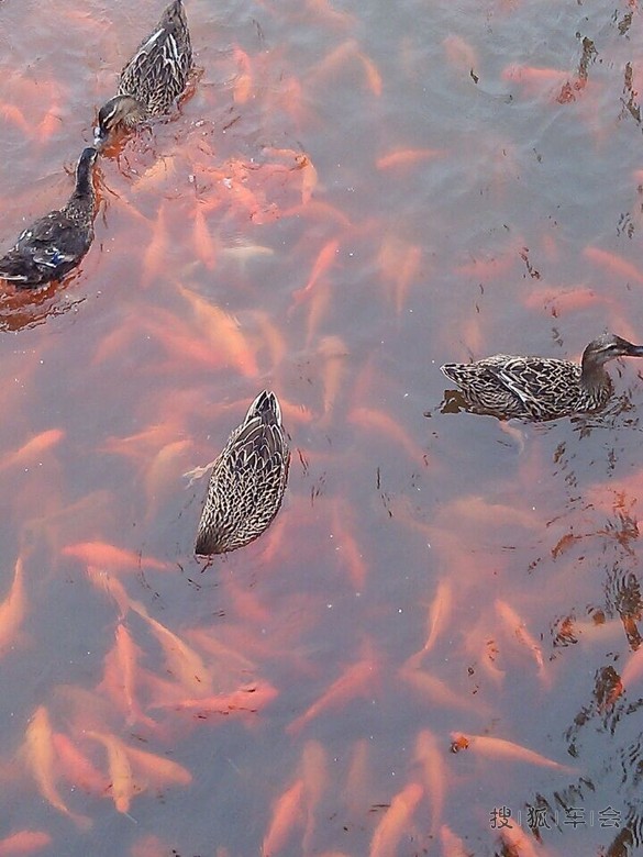 出游惊现金鱼吃鸭子_北京马自达6论坛