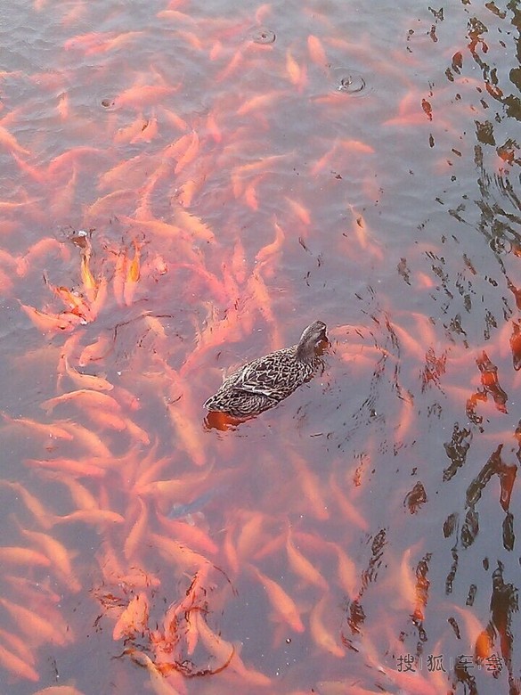 出游惊现金鱼吃鸭子_北京马自达6论坛