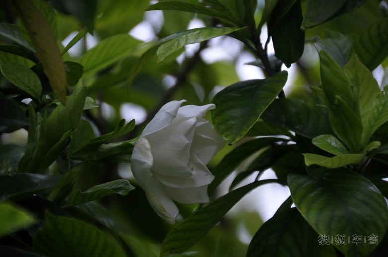 [分享20140616] 优美的栀子花