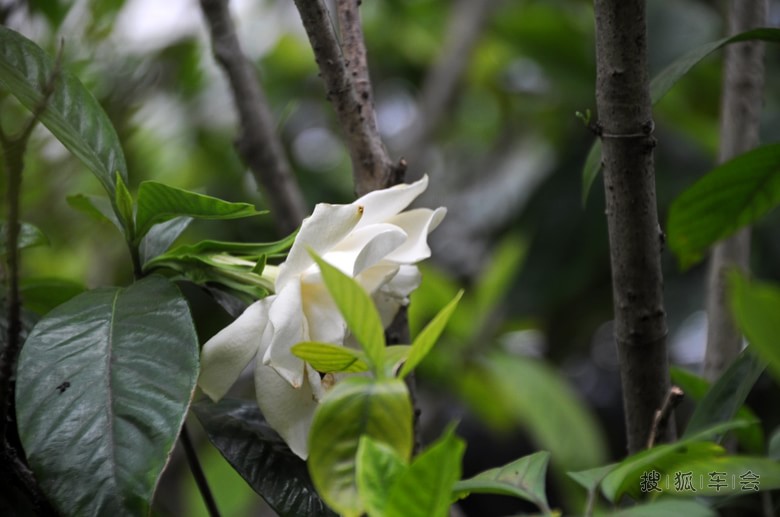 [分享20140616] 优美的栀子花