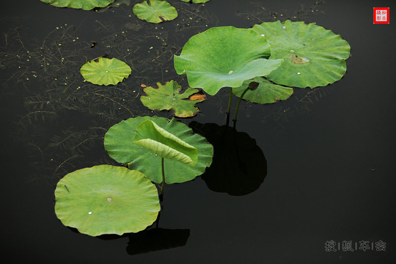 请你欣赏六月十九日荷花贴图之六_吉利英伦汽