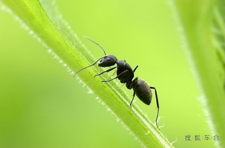 闲的没事,发张逆光蚂蚁