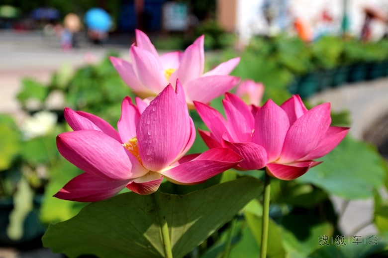 【六月自驾游见闻】-莲花池的盆栽荷花