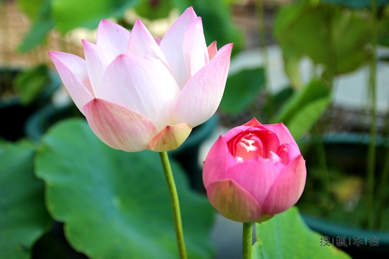 【六月自驾游见闻】-莲花池的盆栽荷花