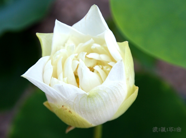 【六月自驾游见闻】-莲花池的盆栽荷花