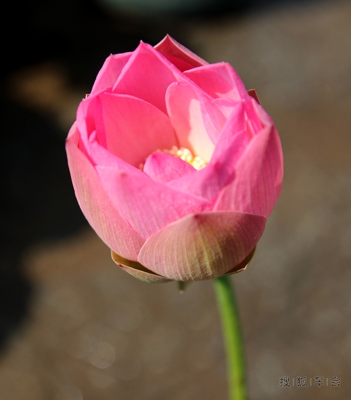 【六月自驾游见闻】-莲花池的盆栽荷花