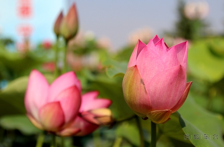 【六月自驾游见闻】-莲花池的盆栽荷花
