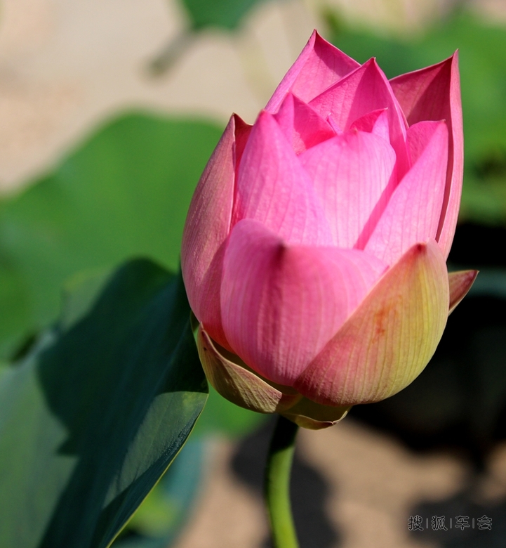 【六月自驾游见闻】-莲花池的盆栽荷花
