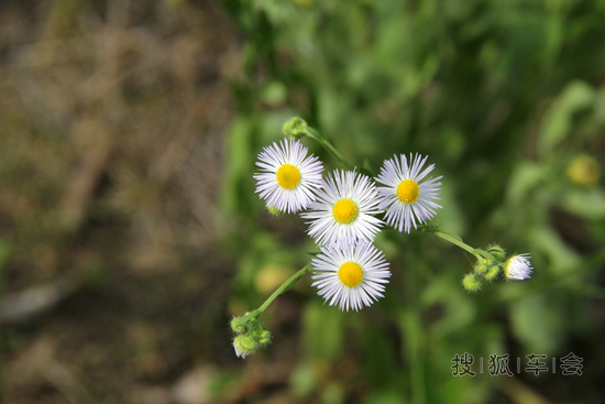 第一次去丹东绿江村,发个小贴晒晒