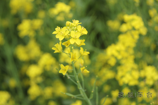 第一次去丹东绿江村,发个小贴晒晒