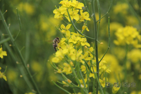第一次去丹东绿江村,发个小贴晒晒