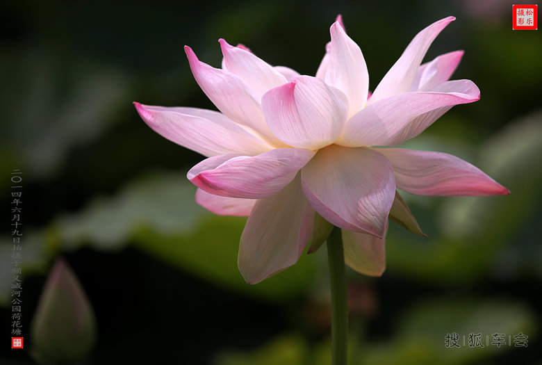 请你欣赏六月二十一日荷花贴图之八_吉利英伦