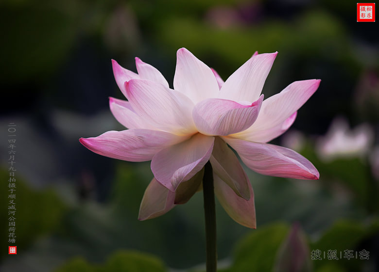 请你欣赏六月二十一日荷花贴图之八_吉利英伦
