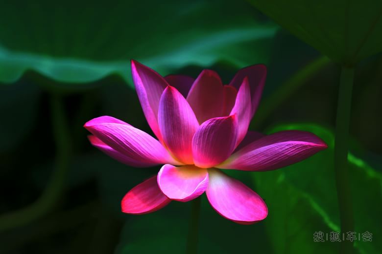 【红楼寻梦旗袍秀】你们拍人俺拍花_狐拍社_