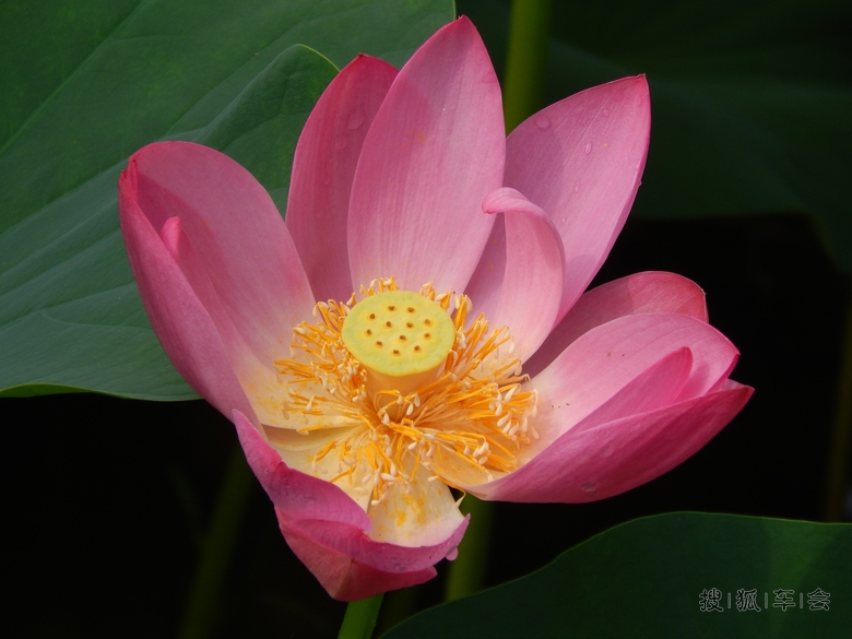 【六月荷花美】出淤泥而不染-荷花_东风风神S