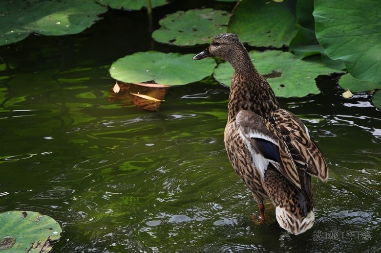 6月23日星期一60部队打卡(今天限行5、0)_汽
