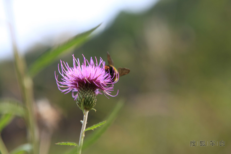 1111纪念+家乡照片+海量福利人体彩绘(更新)_