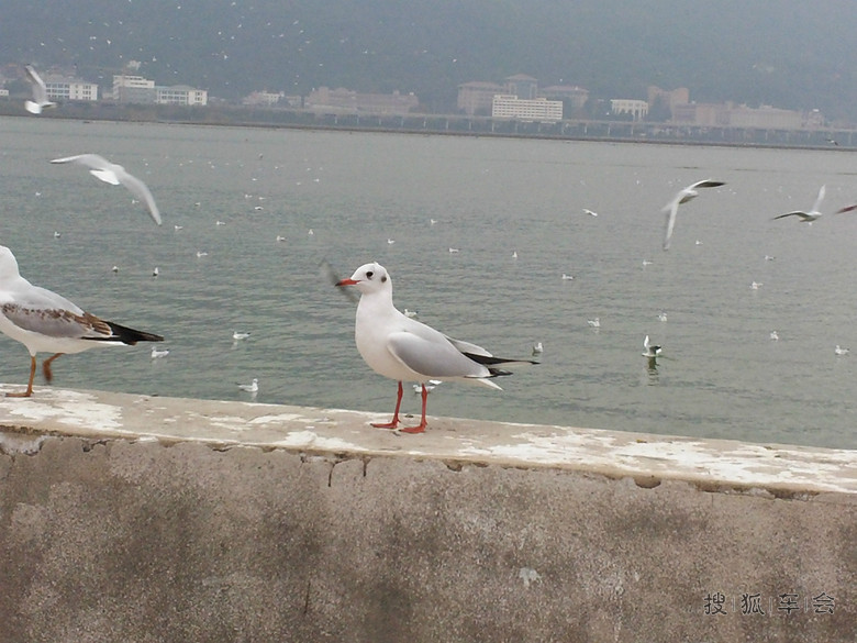 11942022.jpg_s780