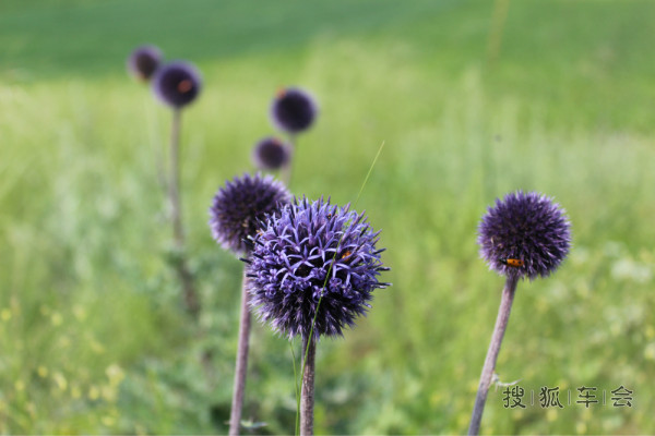 北戴河海鲜高铁一日游召集