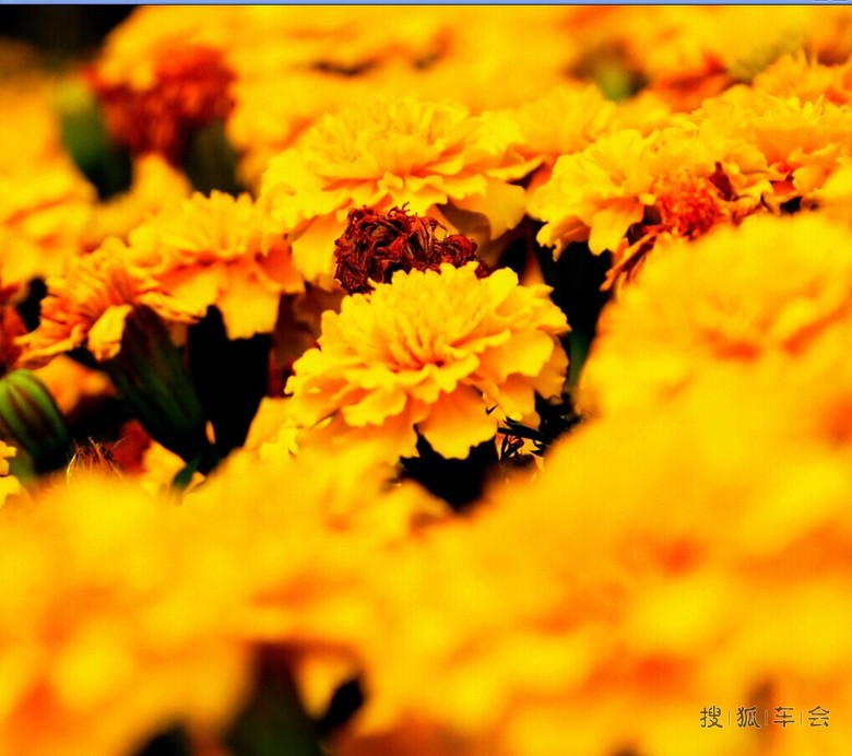 北戴河海鲜高铁一日游召集