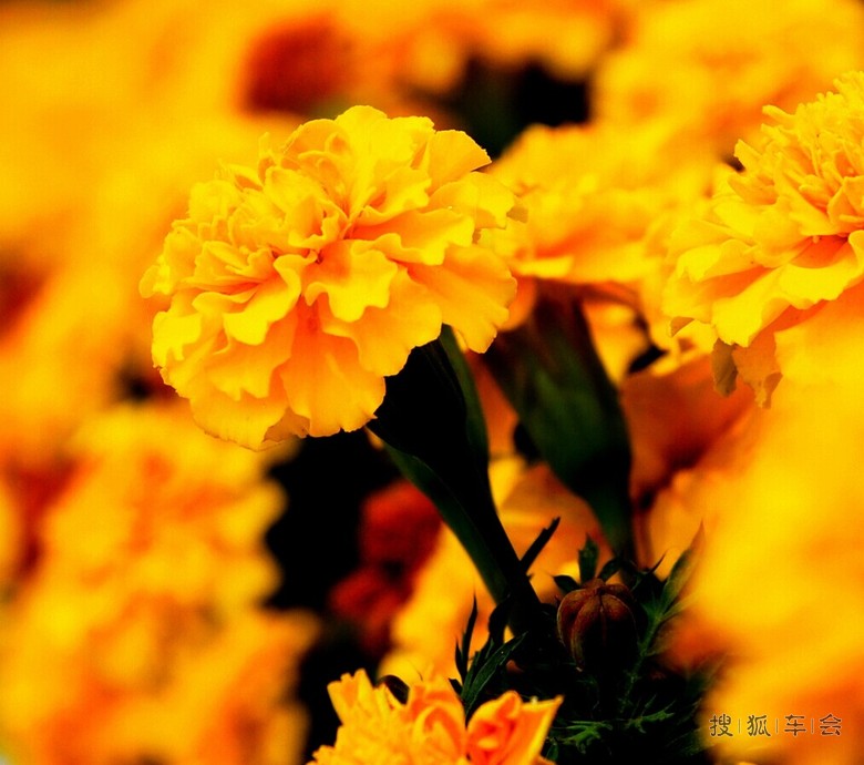 北戴河海鲜高铁一日游召集