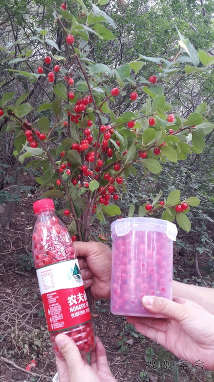 阳台山采摘野樱桃