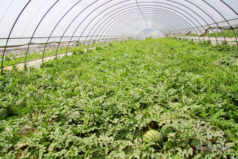 走进新型农村合作社