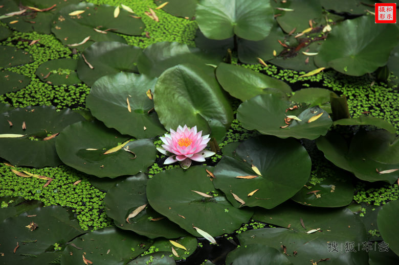 请你欣赏六月二十七日荷花贴图之十_吉利英伦