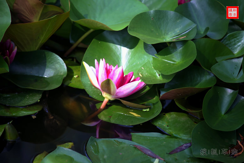 请你欣赏六月二十七日荷花贴图之十_吉利英伦