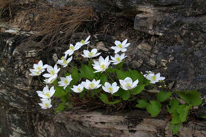 【留下美好记忆】.岩石缝的 花。