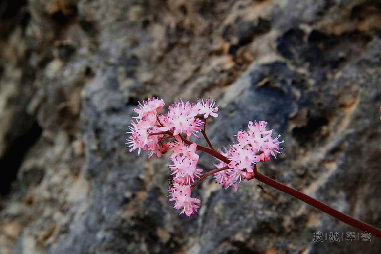 【留下美好记忆】.岩石缝的 花。