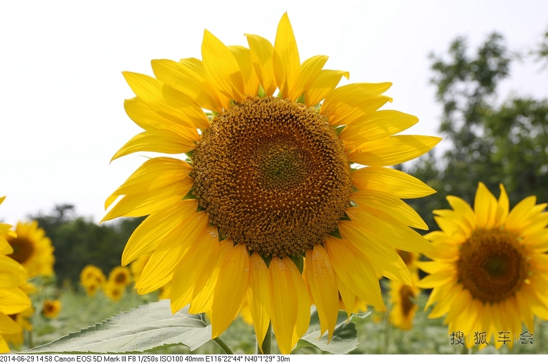 奥林匹克森林公园北园的葵花开了